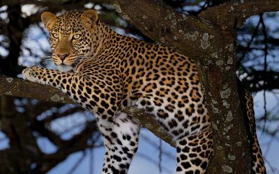 Mbada Car Hire: Zimbabwe’s Leopard of the Road